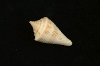 藏品(陀螺芋螺)的圖片